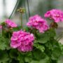 Geranium – Calliope Large Lavender – 10″ Hanging Basket